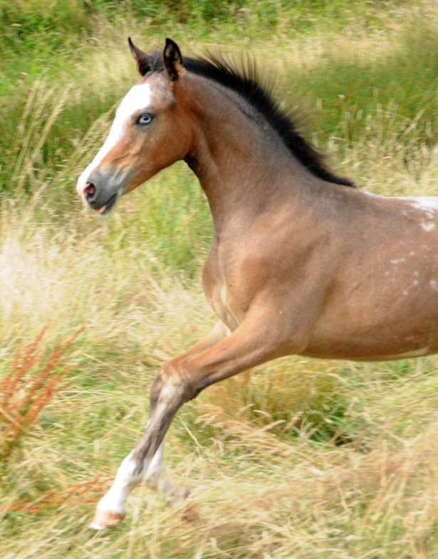 Superbe pouliche DSA appaloosa spotted a la vente…