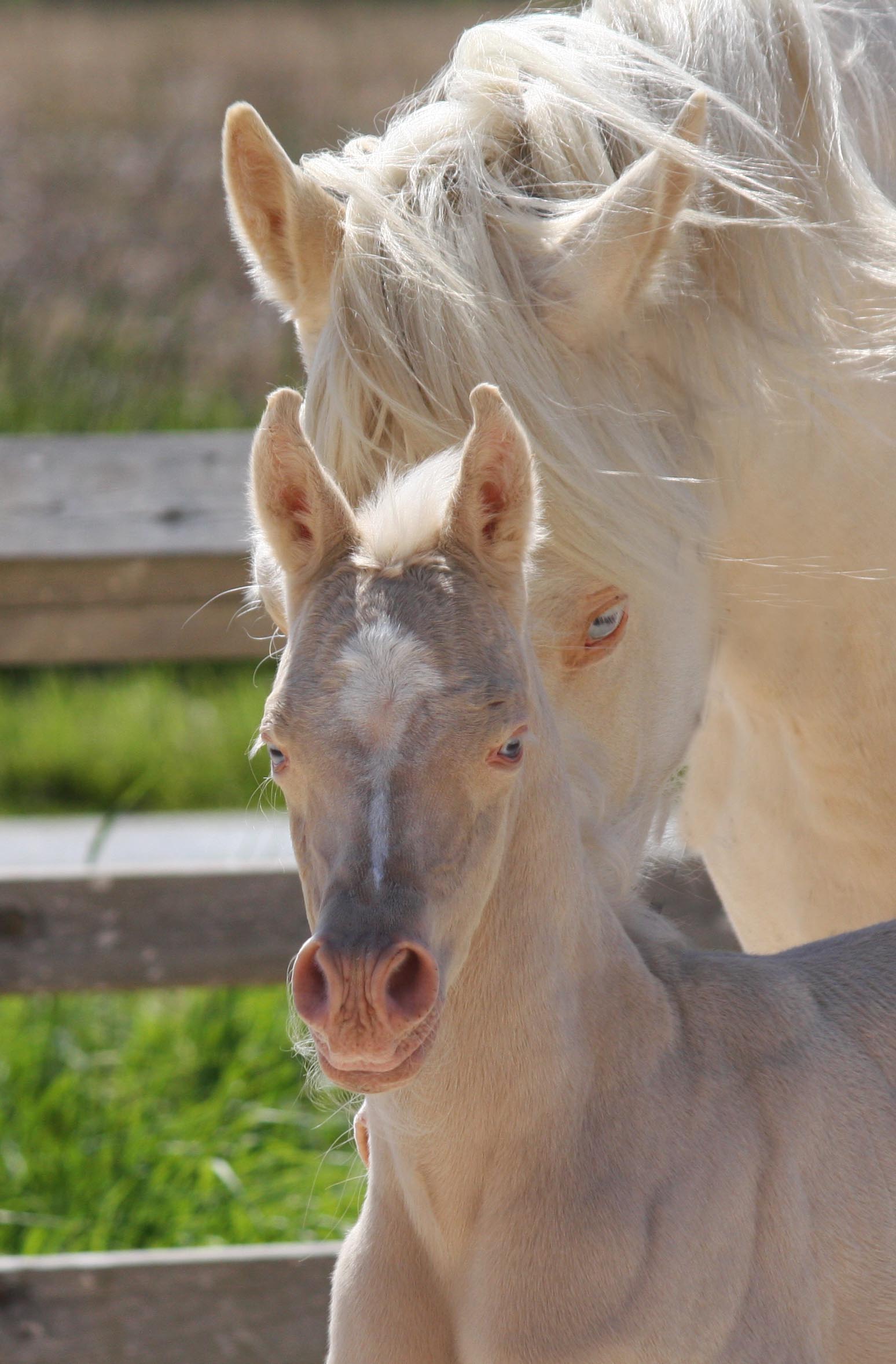 GIRLIE SILVER FAME | SilverFame