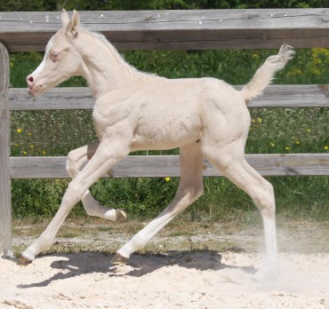 Les couleurs Silver Fame s’exportent en nombre en Russie ..