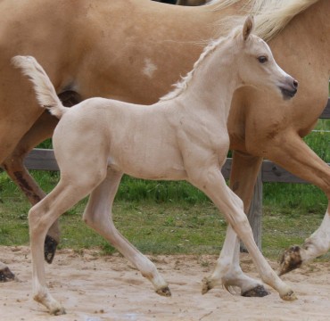 La perfection : HA-SAHAR..pouliche palomino