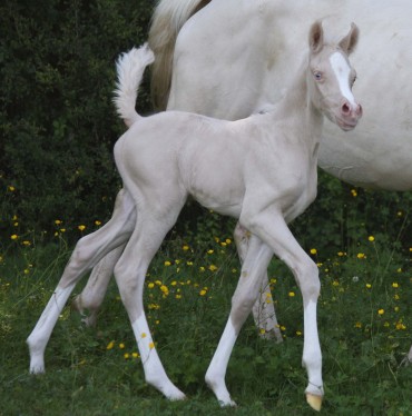 Un poulain crème DSA 81.5% Ar !! futur étalon ..