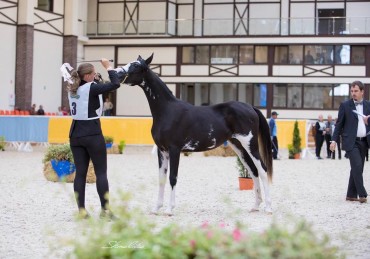 Nos sabinos (Dominant white) en show en Russie