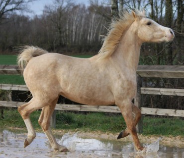Joli Hongre palomino à la vente ..