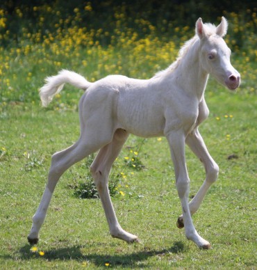A futur stallion at stud ..