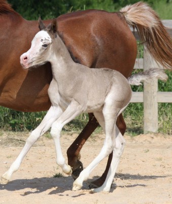 An unique filly in the world ..