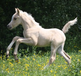 JAPSE SILVER FAME