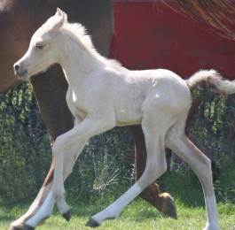JAPSE SILVER FAME