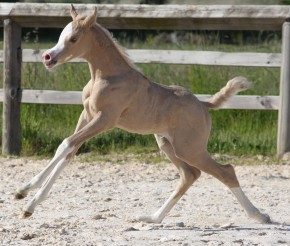 LANZA SILVER FAME