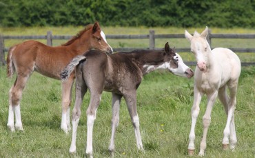 list of ou 2022 foals expected now available ..