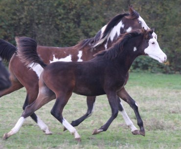 Lamboy a trouvé une nouvelle famille