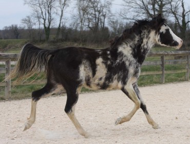 Nouveaux chevaux à la vente ..