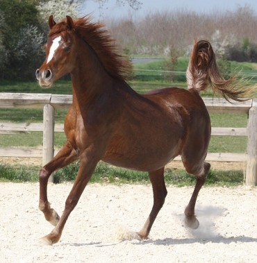 Fabulous broodmare arab for sale Kharisma…