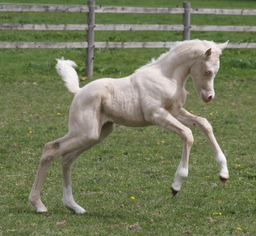 First 2022 birth , Part arab cremello filly 83.6% Ar