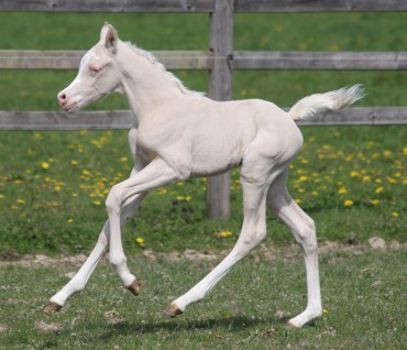 First 2022 foals , cremello colt part arab 78% Ar